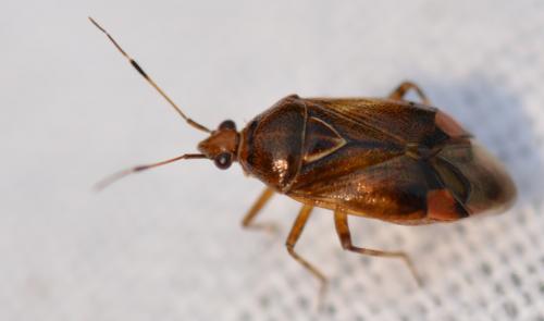 Réf. 345 940 : Deraeocoris flavilinea